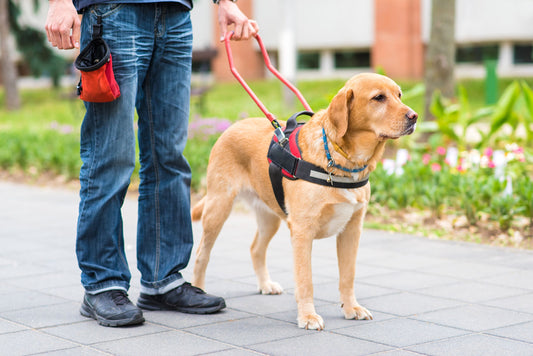 Guide dogs