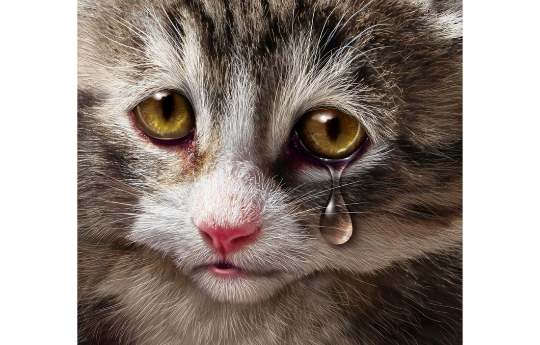 Homeless cat