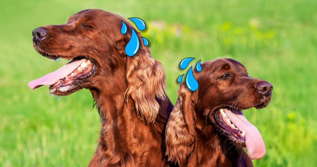 Is Your Dog Dehydrated? Recognizing the Signs and Taking Action