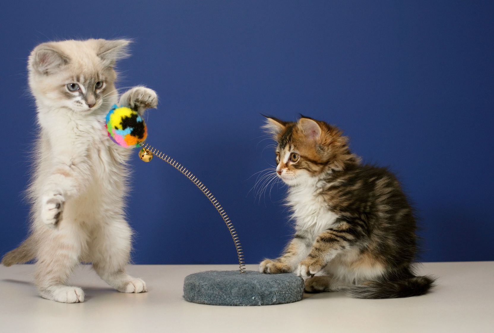 3 Steps to Bringing Home a Shelter Cat