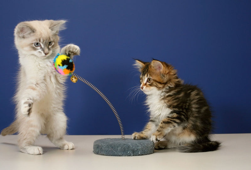3 Steps to Bringing Home a Shelter Cat