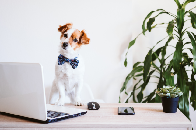 Celebrate Labor Day with Fur babies