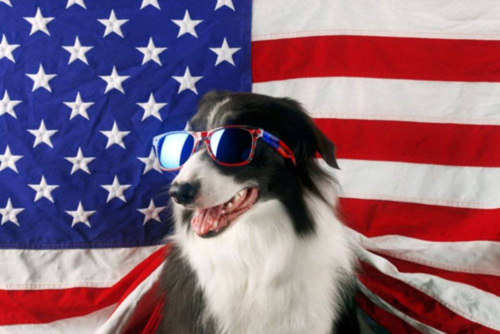 Celebrating Labor Day with Dog