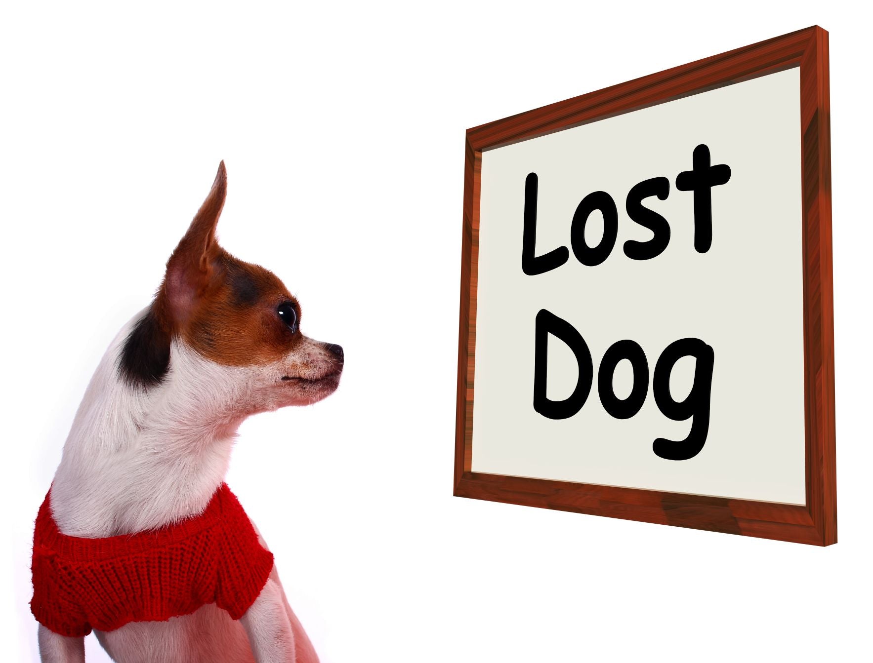 Lost Dog sign