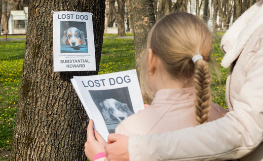 Lost dog awareness