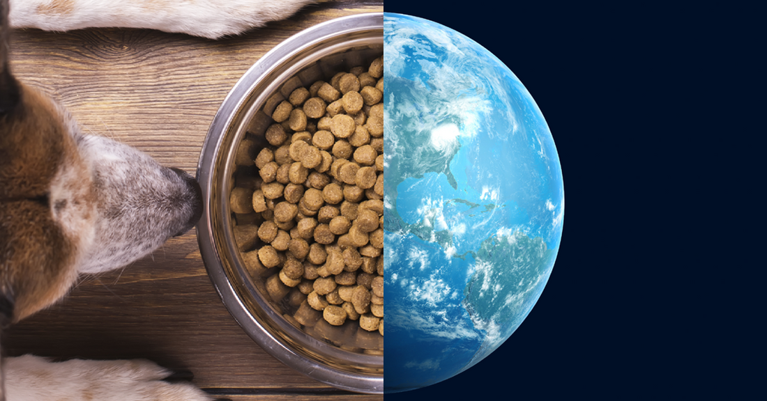 MSC certified salmon oil for dogs