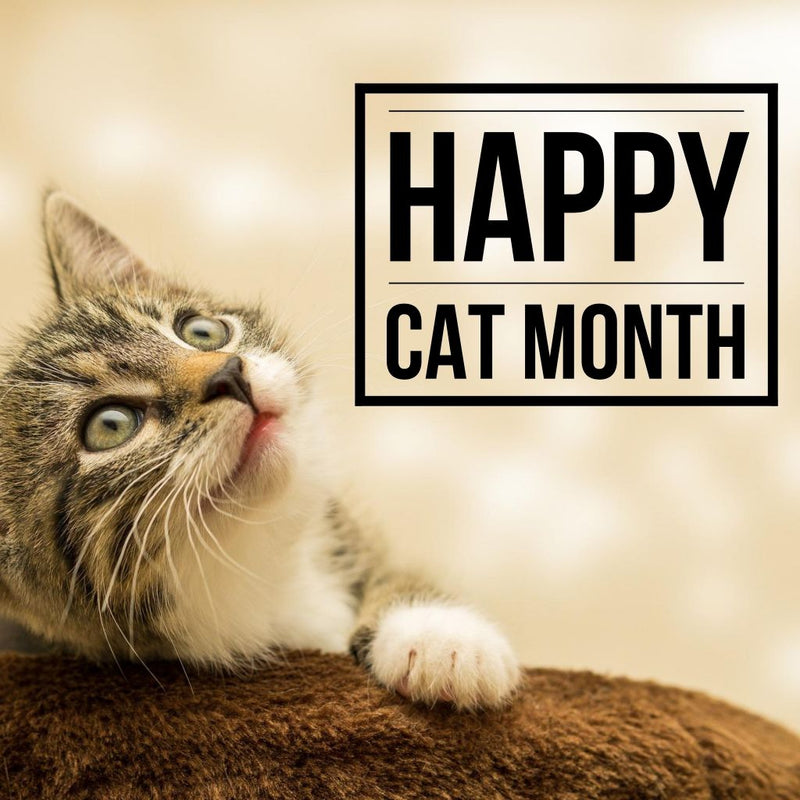 Why Cats Make the Best Pets