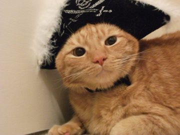 Cat on a pirate costume
