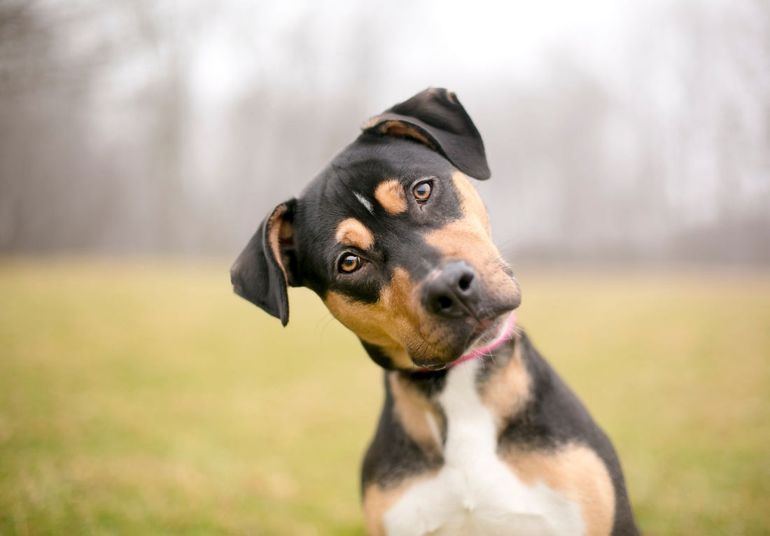 what is a mutt