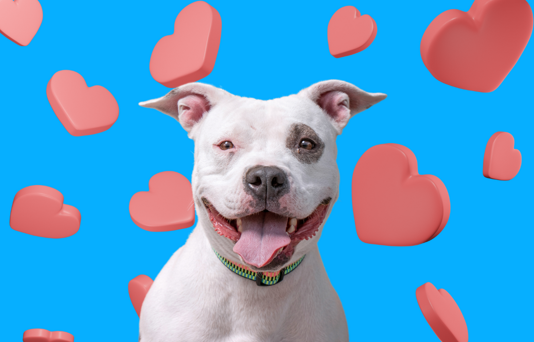 National Pitbull Awareness Day Vital Pet Life