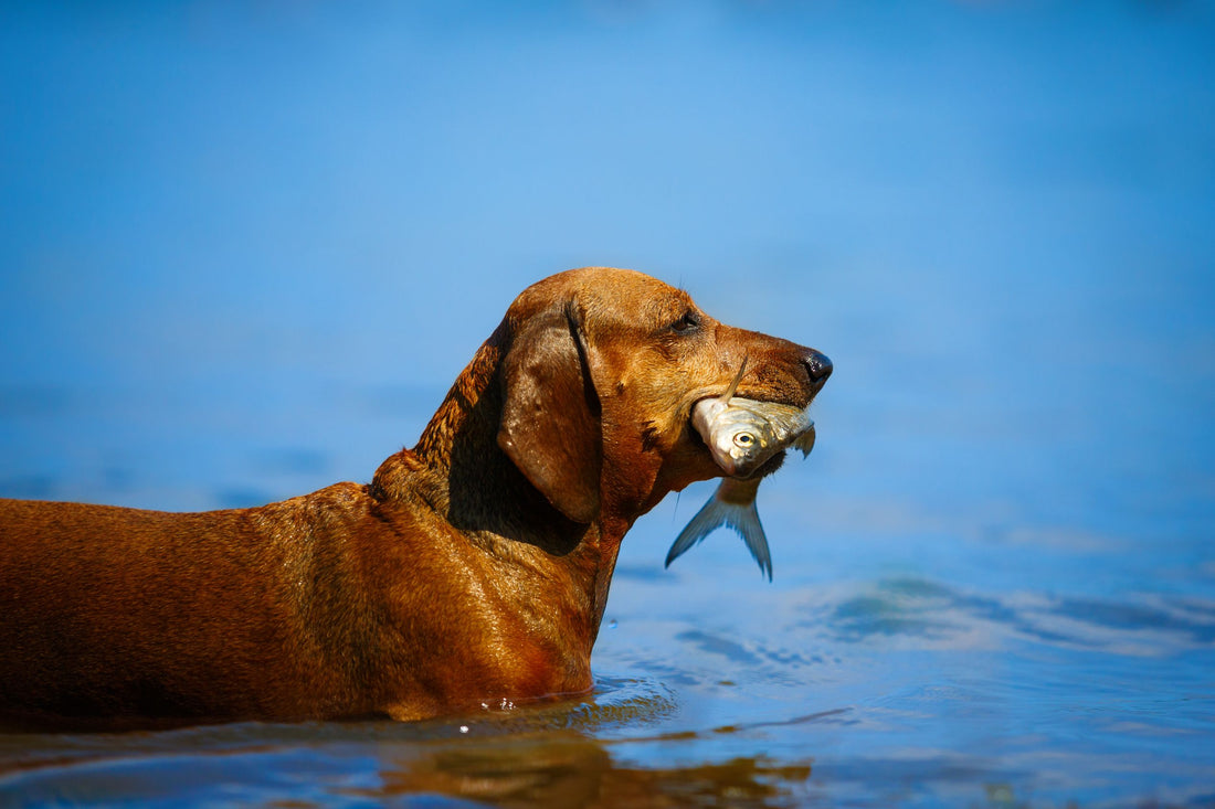 Dog with fish in the mouth