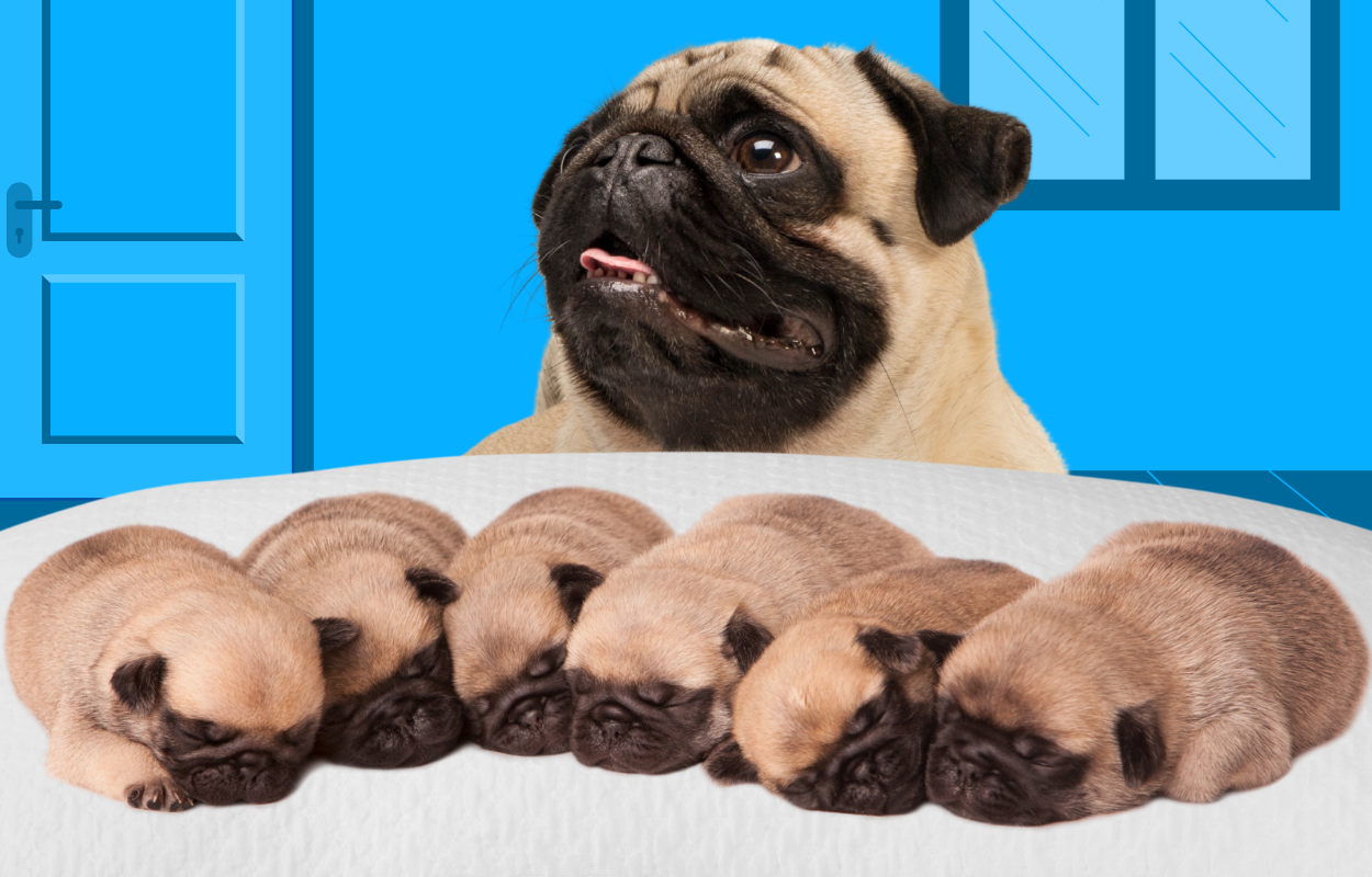Newborn Puppy Care: Ensure Your Puppies Grow up Healthy – Vital Pet Life