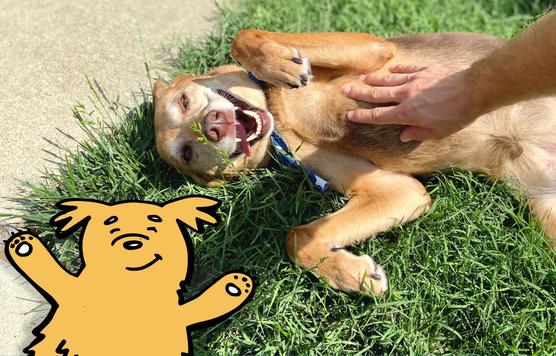 Pet Health Guide: Checking Your Pets for Lumps and Bumps at Home