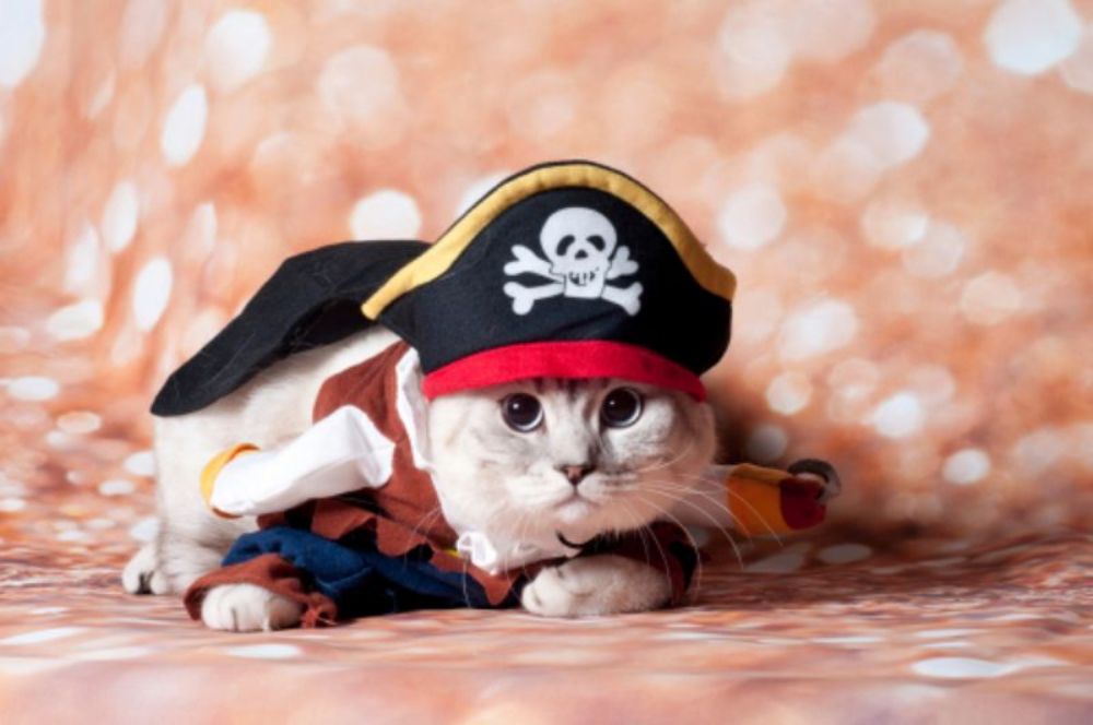 Meow Like a Pirate Day