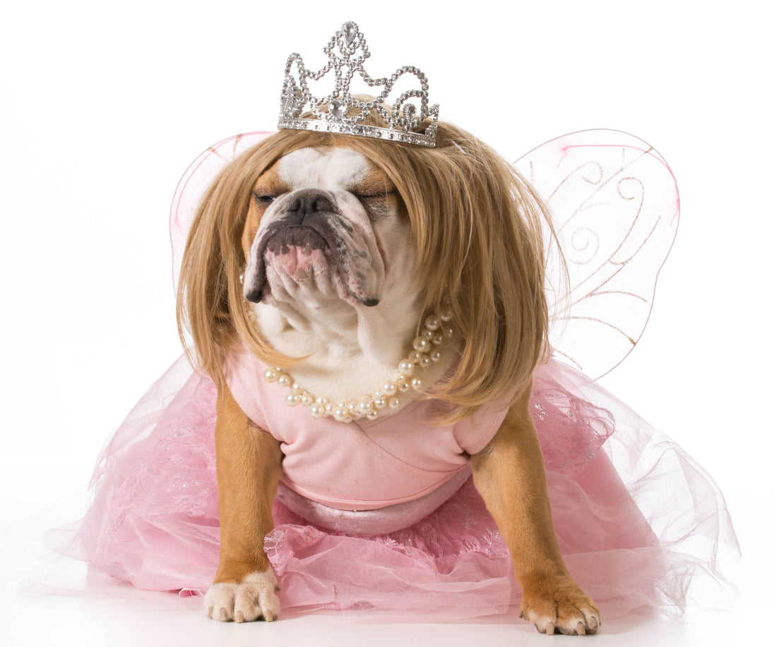 Dog on a princess costume