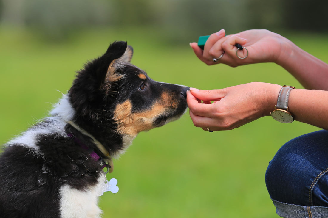 dog training