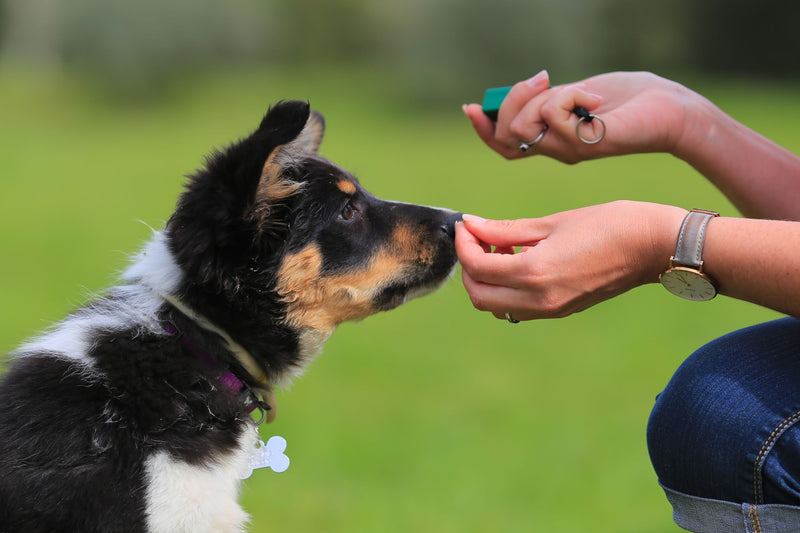 dog training