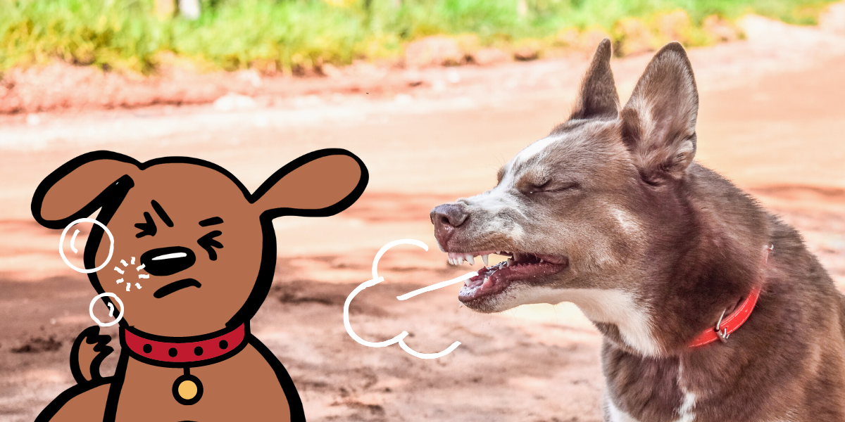 Reverse Sneezing In Dogs — Vital Pet Life