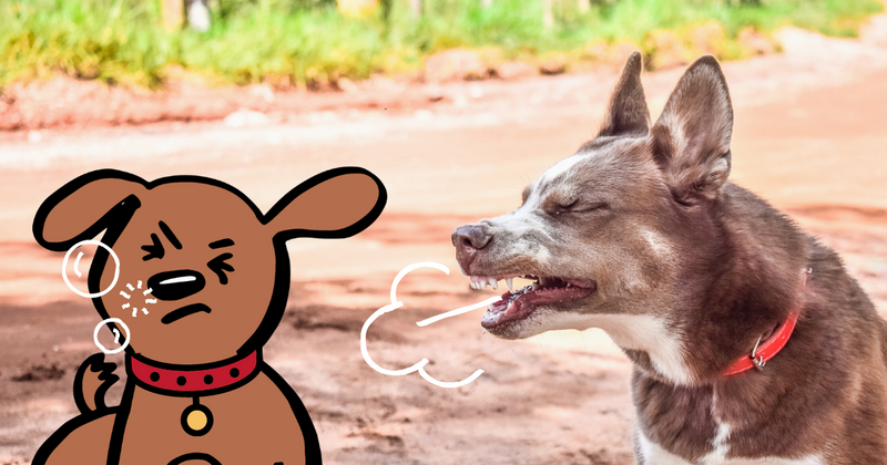 Reverse Sneezing In Dogs