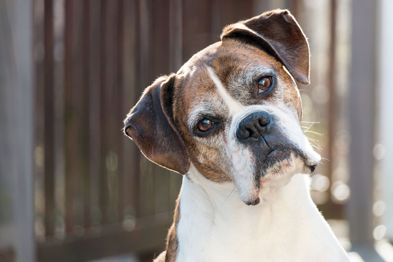 Adopting a senior pet