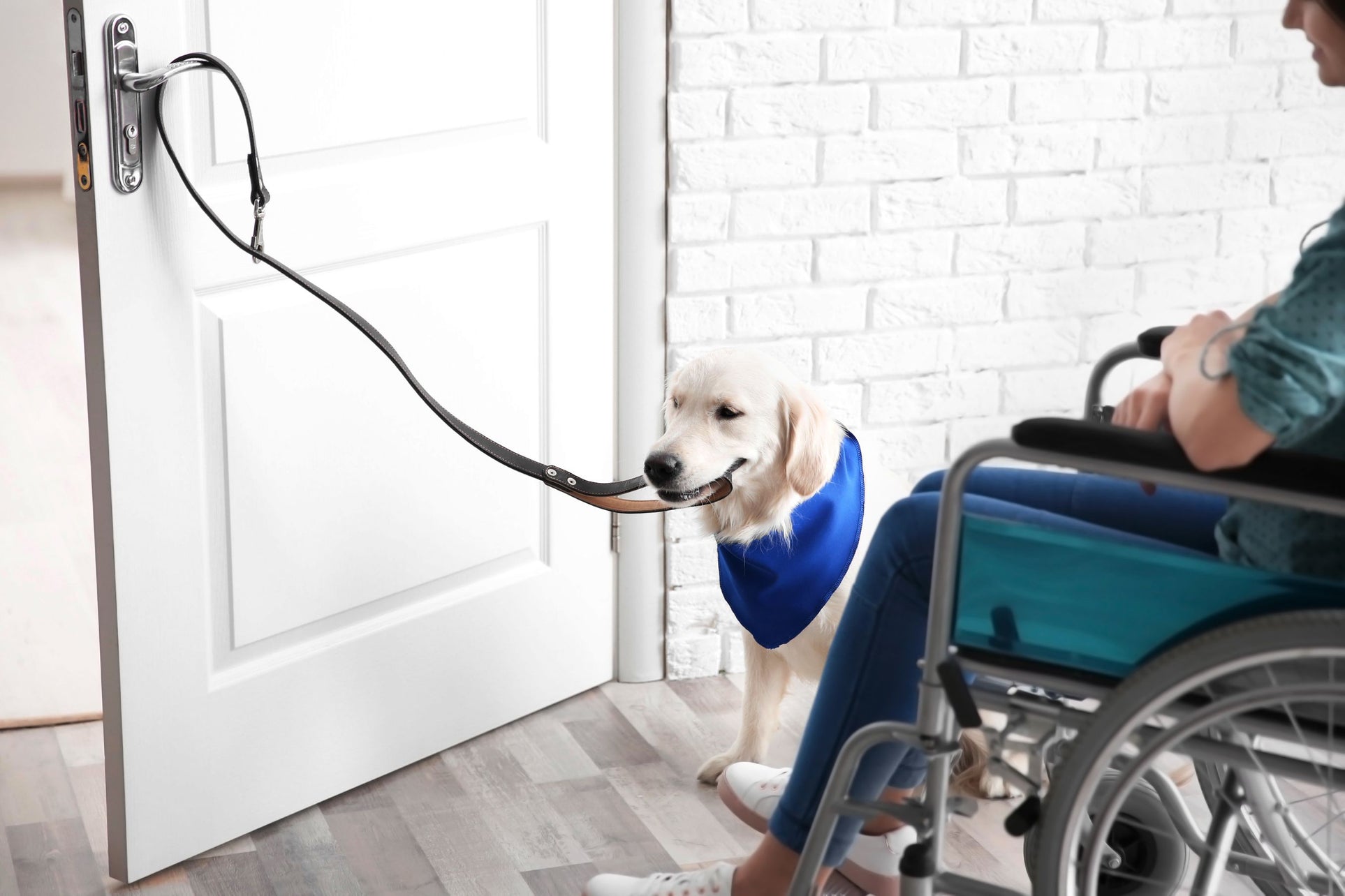 Service dog