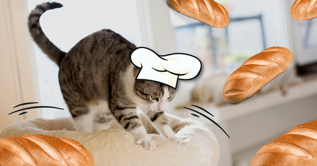 The Kneading Cat