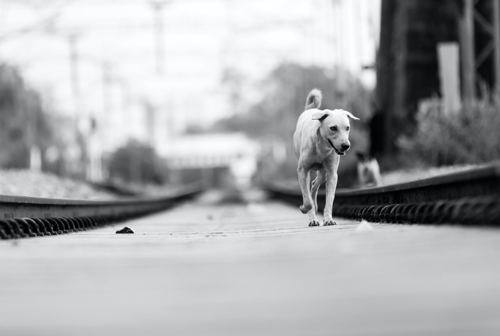 Stray Dog