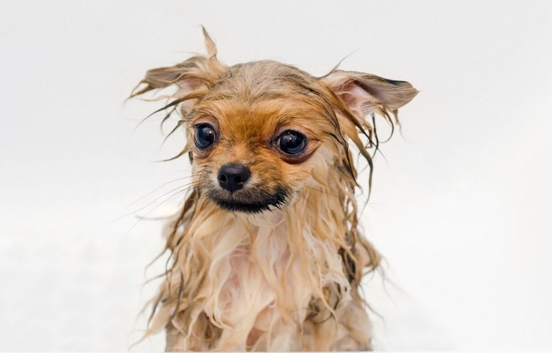 Dog after taking a bath