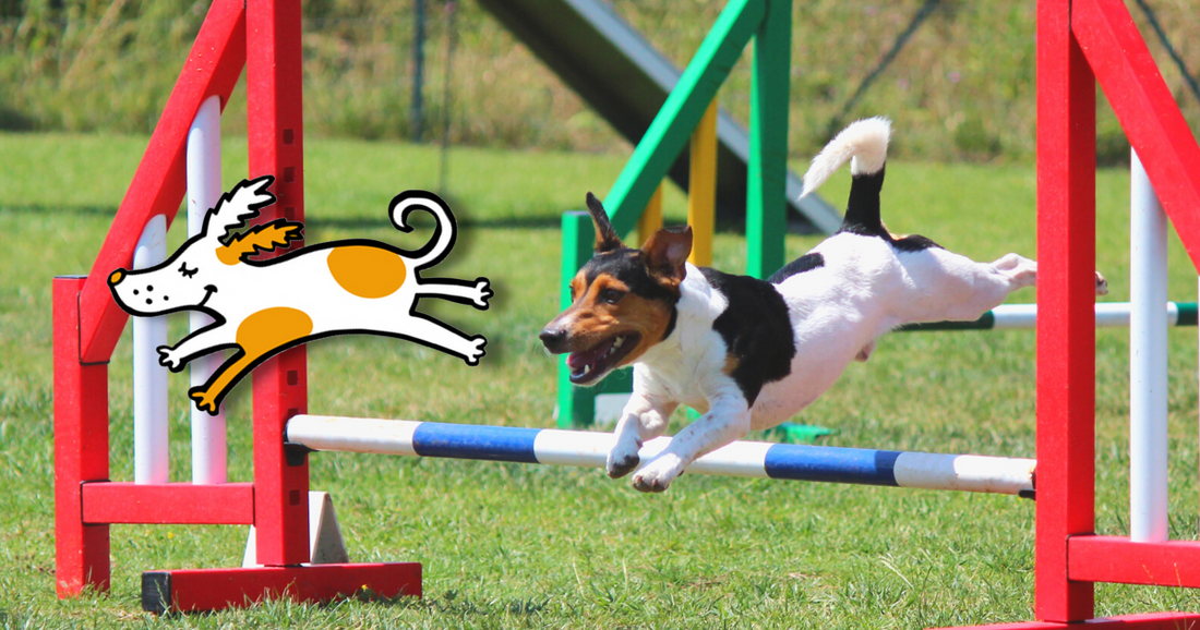 Top 10 Best Dog Breeds Ideal for Agility Training