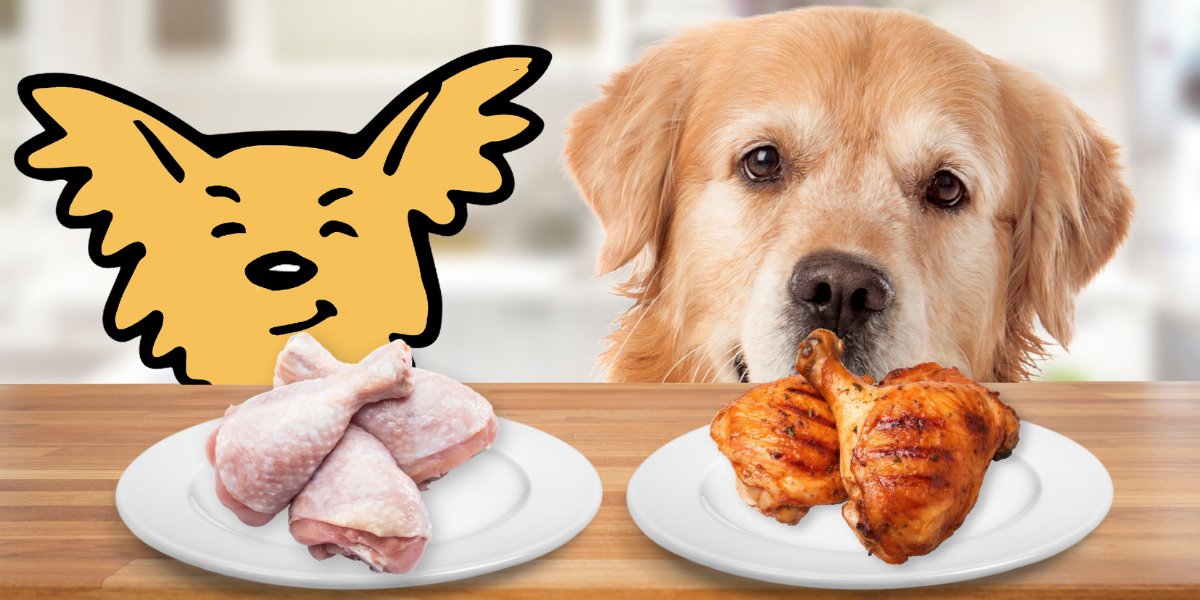 The Truth About Raw and Cooked Chicken Can Dogs Eat It Vital Pet Life