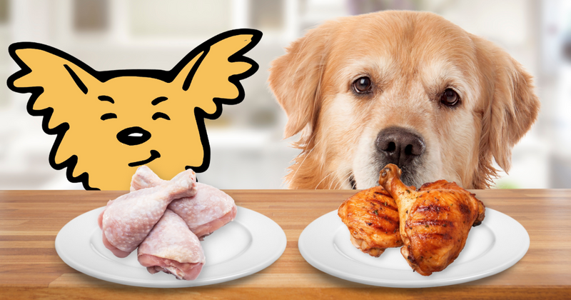 The Truth About Raw and Cooked Chicken Can Dogs Eat It Vital Pet Life
