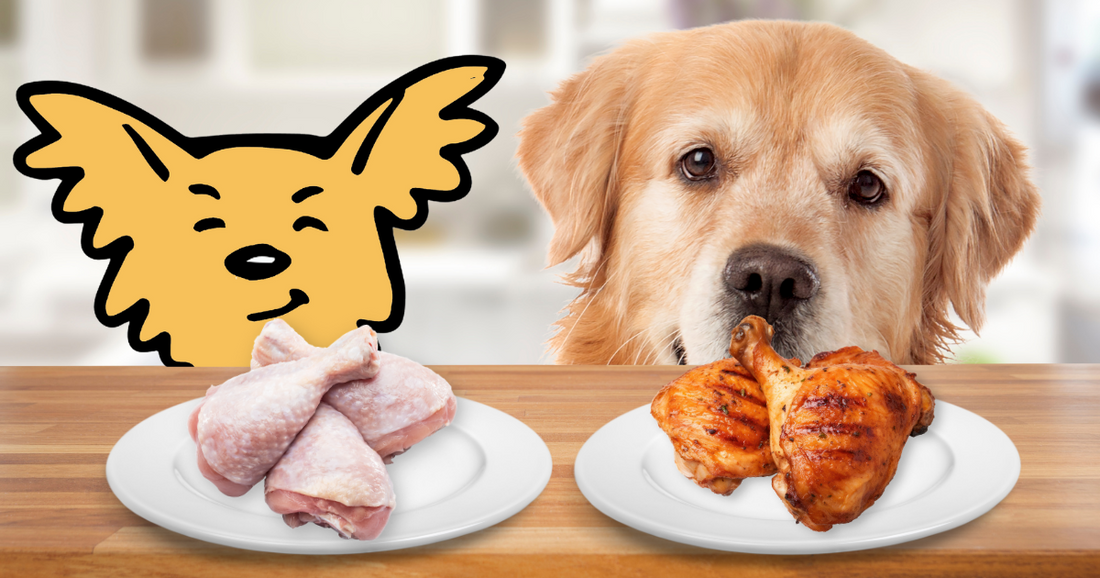 The Truth About Raw and Cooked Chicken Can Dogs Eat It Vital
