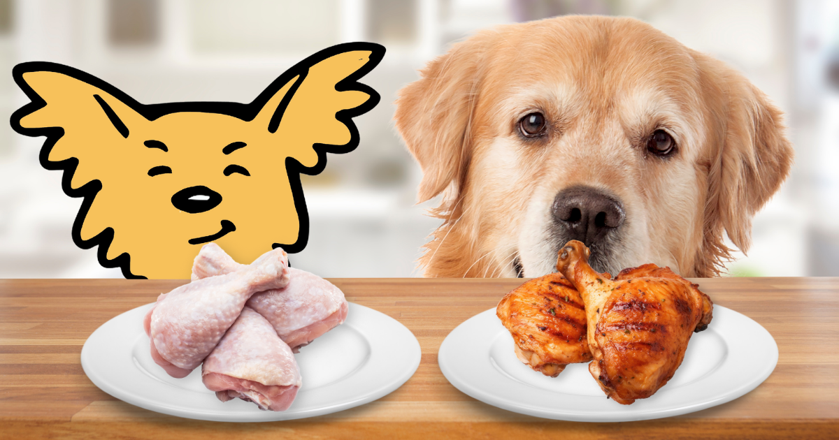 The Truth About Raw and Cooked Chicken Can Dogs Eat It Vital Pet Life
