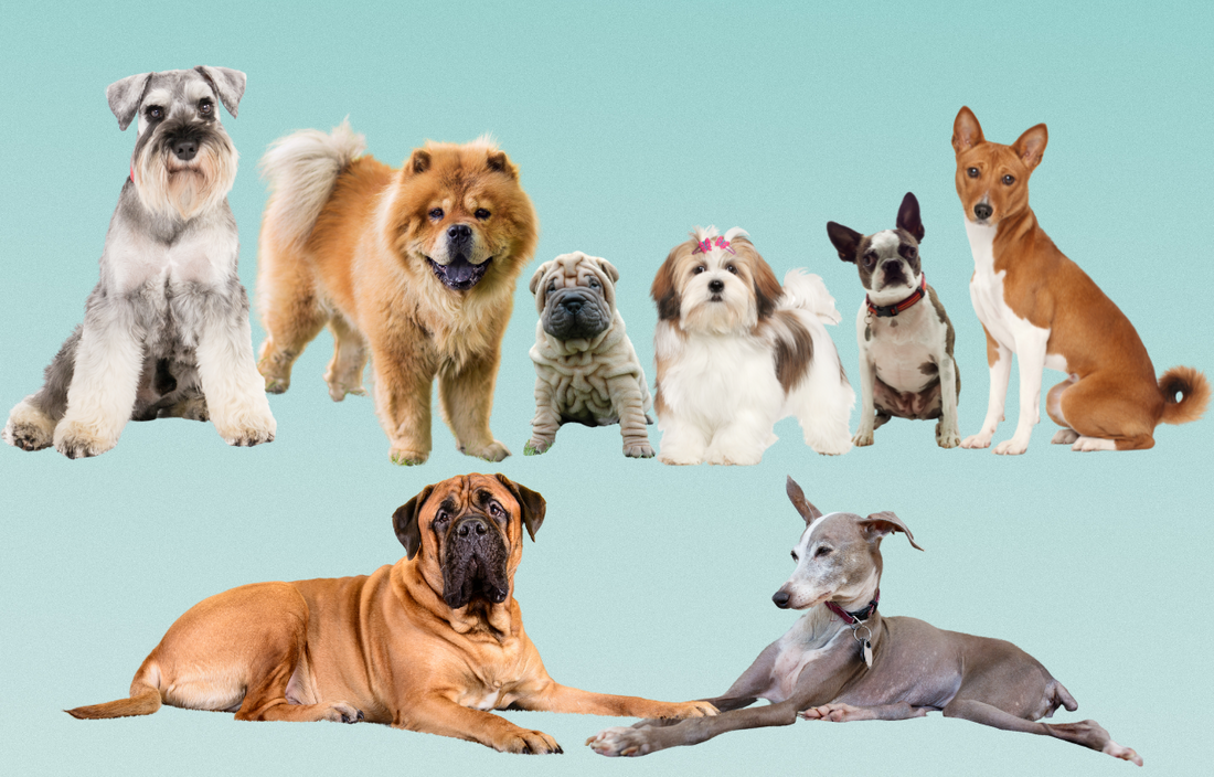 Top best 2024 breeds of dogs