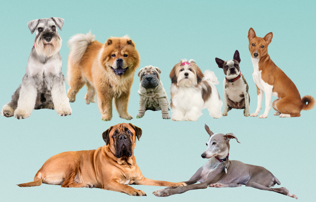 IV. Training Tips for Independent Dog Breeds