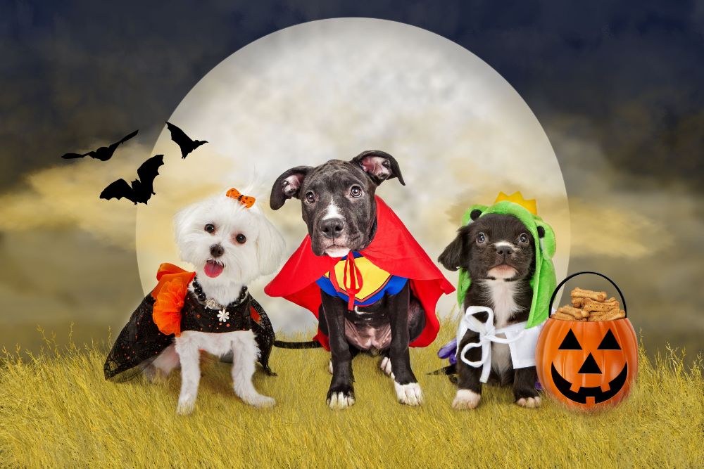 Dog dressing up for Halloween