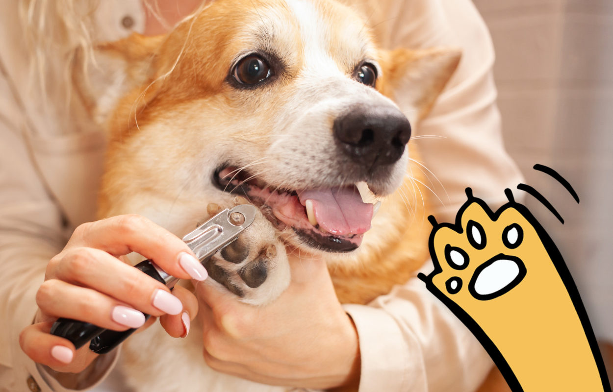 Visual Reference: Trimming Your Dog S Nails At Home A Step By