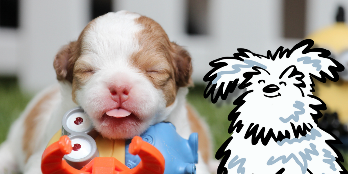 Understanding and Preventing Parvo in Puppies — Vital Pet Life