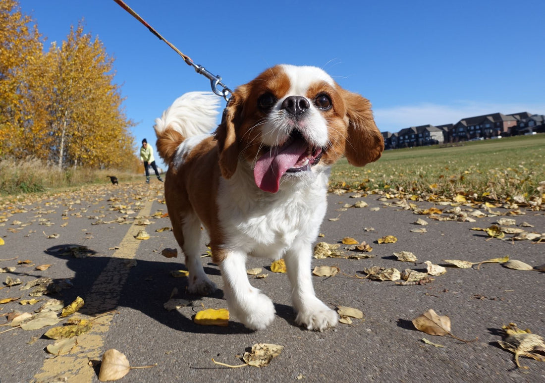 Walking dog