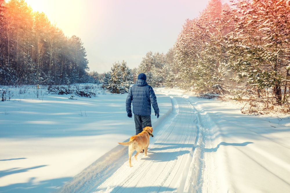 Pet owner walking with dog