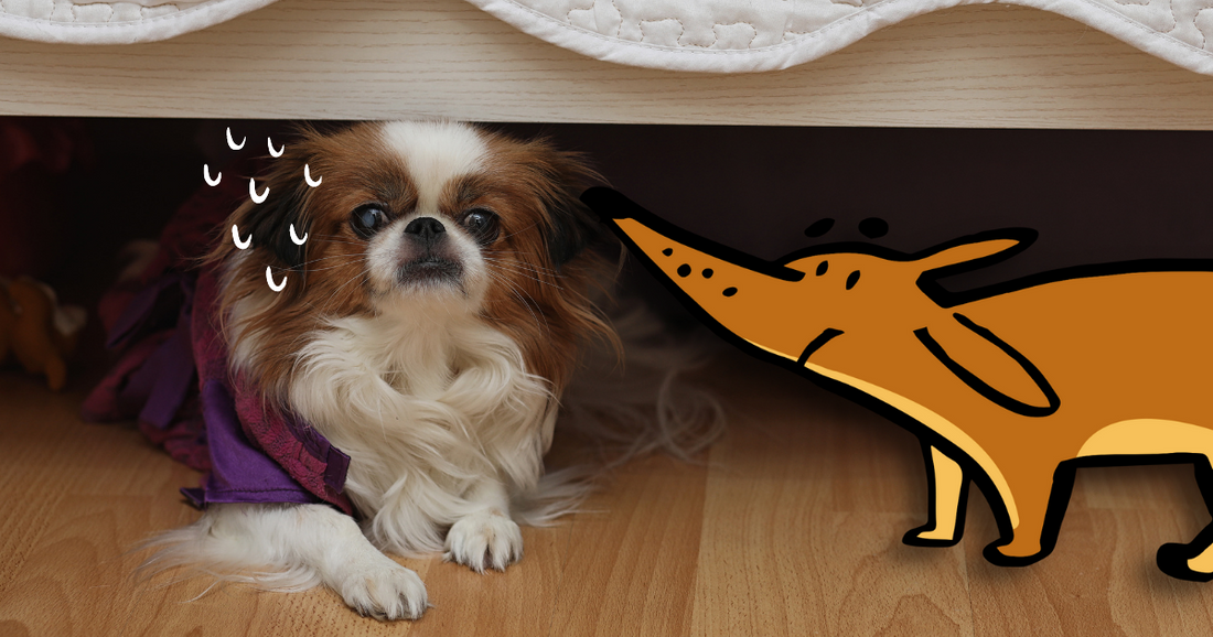 Why Are Dogs Afraid of Fireworks?