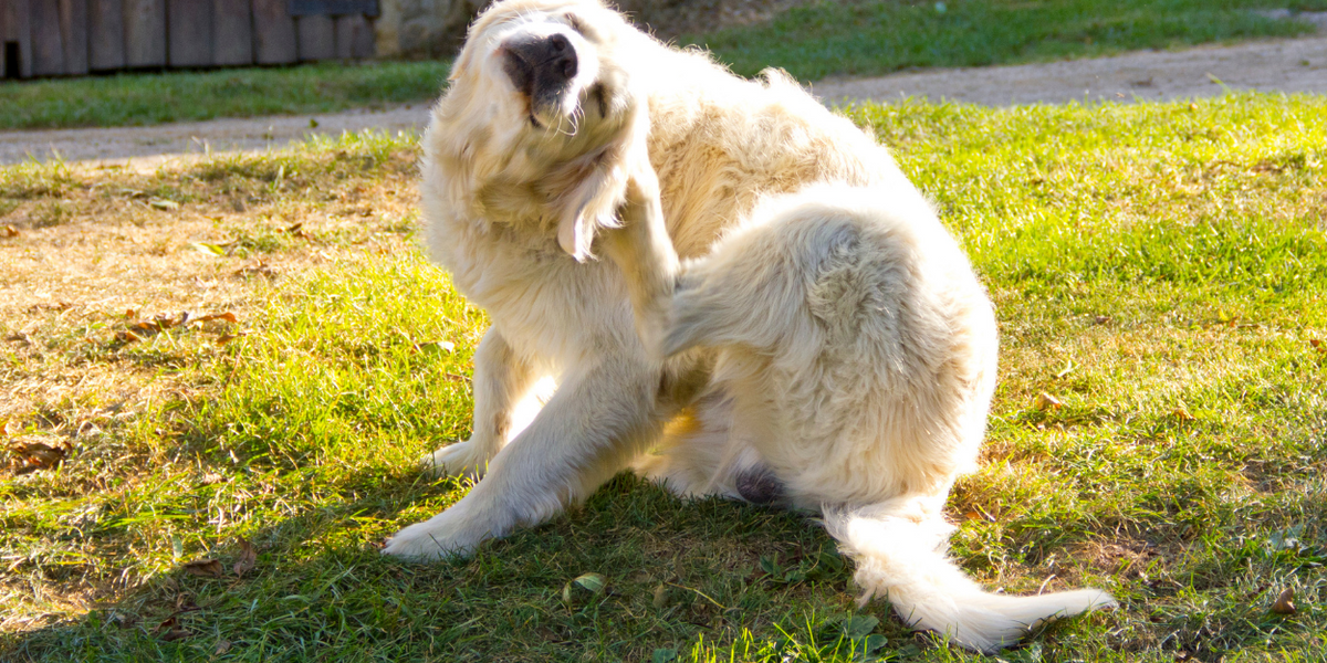 Why is My Dog Itching? Causes and Treatment Vital Pet Life