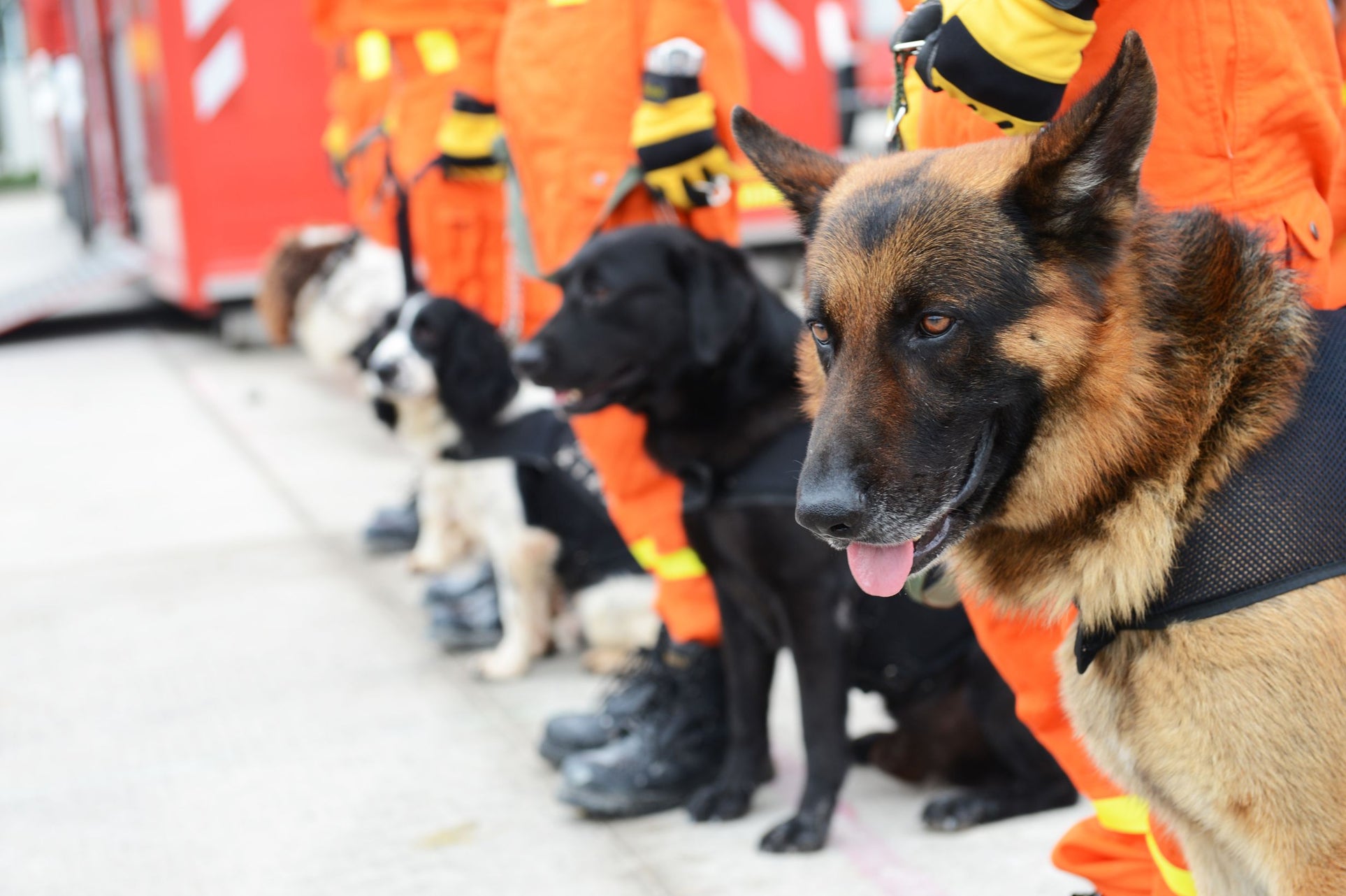 Work like a dog day
