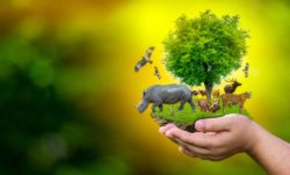 World Animal Day