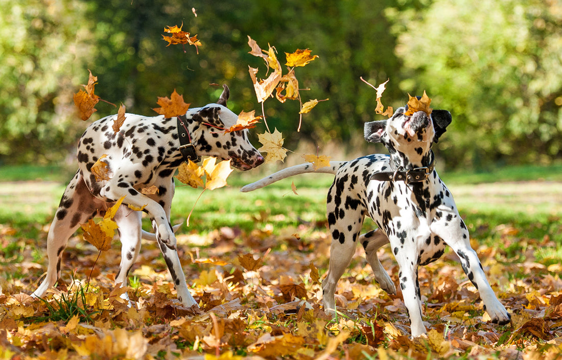 Dogs in autumn season