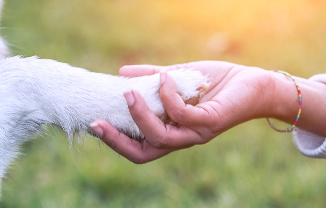 Dog's Paws and a Human Hand