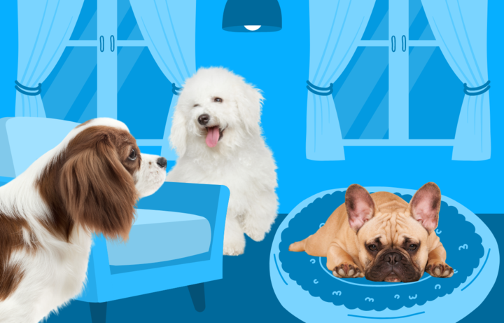 Best Breed Of Dog For Apartment Living