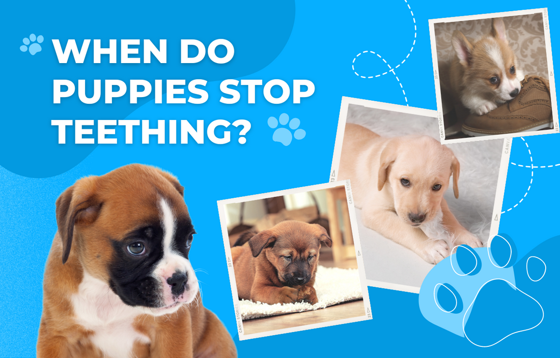 When Do Puppies Stop Teething?