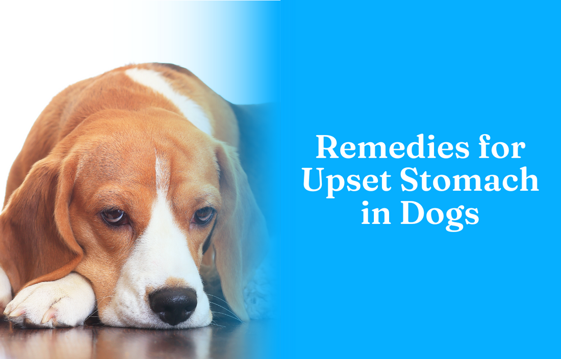 Remedies for Upset Stomach in Dog