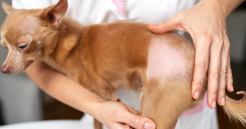 A Hair Situation: How To Combat Hair Loss In Dogs